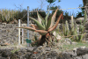 Mountain Aloe (Aloe marlothii)