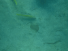 Yellow Goatfish (Mulloidichthys martinicus)