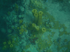 Yellow Tube Sponge (Aplysina insularis)