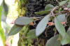 Babyboot Orchid (Lepanthes yunkeri)