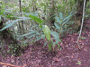 Green Cardamom (Elettaria cardamomum)
