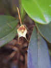 Masdevallia floribunda (Masdevallia floribunda)