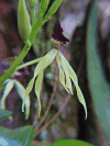 Black Orchid (Prosthechea cochleata)