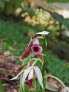 Swamp Orchid (Phaius tankervilleae)