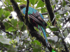 Birds in Guatemala