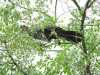 Crested Guan (Penelope purpurascens)