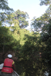 Rainforest Along Burro Burro