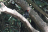Black Nunbird (Monasa atra)