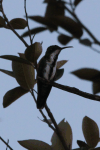 Black-throated Mango (Anthracothorax nigricollis)