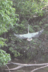 Cocoi Heron Taking Flight
