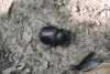 Actaeon Beetle (Megasoma actaeon)