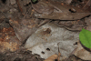 Slender-legged Tree Frog (Osteocephalus sp.)