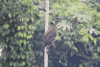 Black Hawk Eagle (Spizaetus tyrannus)