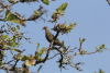Eared Dove (Zenaida auriculata)