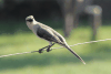 Tropical Mockingbird (Mimus gilvus)