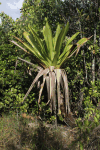 Giant Bromeliad (Brocchinia micrantha)