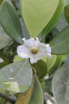 Kufa (Clusia grandiflora)