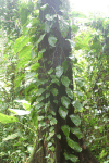 Jungle Tree Climbing Philodendron