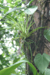 Bromeliad Lancetilla Nature Reserve