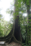 Ceiba Tree Sacred Tree