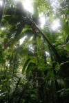 View Jungle Lancetilla Nature