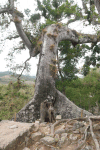Large Ceiba Tree Growing