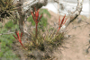 Close-up Bromeliad