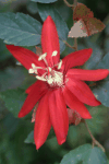 Passion Fruit (Passiflora edulis)