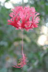 Spider Hibiscus (Hibiscus schizopetalus)
