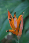 Heliconia (Heliconia sp.)