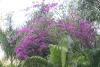 Flowering Tree Macaw Mountain