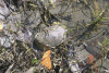White-lipped Mud Turtle (Kinosternon leucostomum)