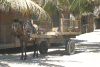 Horse-drawn Carts Still Used