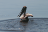 Swimming Brown Pelican