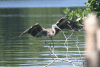 Tricolored Heron (Egretta tricolor)
