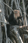 Central American White-faced Capuchin (Cebus imitator)