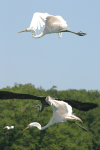 American Great Egret (Ardea alba egretta)