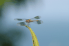 Band-winged Dragonlet (Erythrodiplax umbrata)
