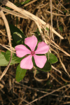 Catharanthus roseus