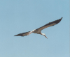 European White Stork Flight