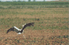 Stork Evading Combine