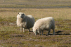 Sheep Everywhere Iceland Incessant