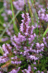 Common Heather (Calluna vulgaris)