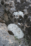 Lichen Moss Rocks