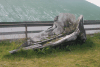 Partial Whale Skull Husavík