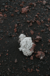 Lichen Growing Lava Rock