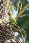 Rose-ringed Parakeet (Psittacula krameri)