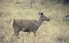 Sri Lankan Sambar Deer (Rusa unicolor unicolor)