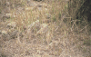 Grey Francolin (Ortygornis pondicerianus)
