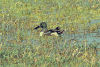 Northern Shoveler (Spatula clypeata)